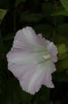 Hedge false bindweed